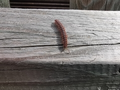 Polydesmus denticulatus