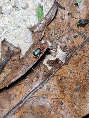 Trichobalya bowringii