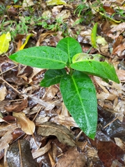 Vincetoxicum hirsutum