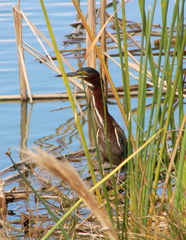 Butorides virescens image