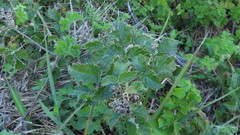 Rubus rigidus