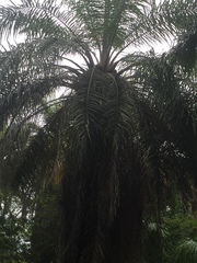 Elaeis guineensis