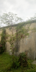 Magnoliopsida