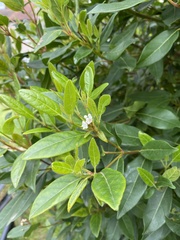 Magnoliopsida