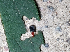 Trichobalya bowringii