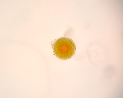 Haematococcus lacustris
