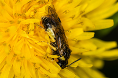 Tenthredo talyshensis