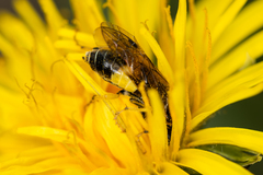 Tenthredo talyshensis
