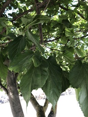 Morus nigra