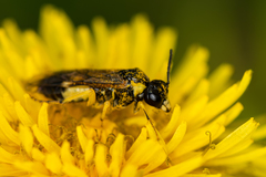 Tenthredo talyshensis
