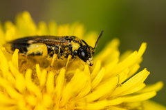 Tenthredo talyshensis