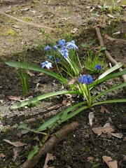 Scilla siberica