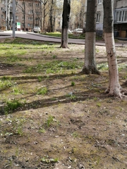 Scilla siberica