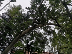 Elaeocarpus hainanensis