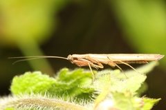 Chroicopteridae
