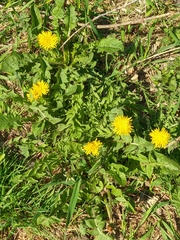 Taraxacum officinale