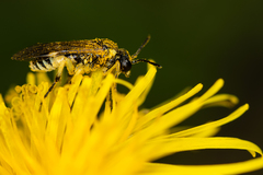 Tenthredo talyshensis
