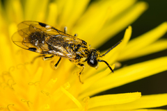 Tenthredo talyshensis