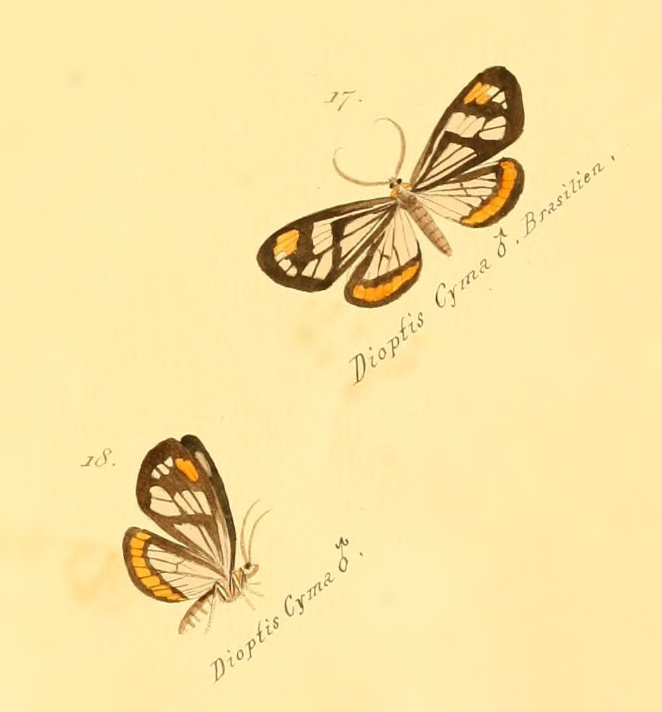 Dioptis cyma