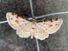 Bosara emarginaria