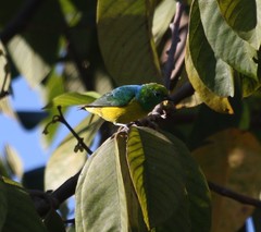 Chlorophonia cyanea