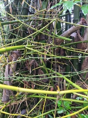 Bambusa stenostachya