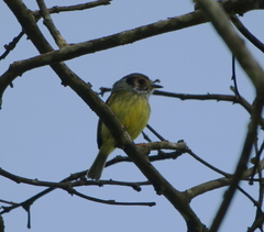 Myiornis auricularis