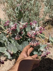 Asclepias californica californica