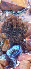 Gelidium pristoides
