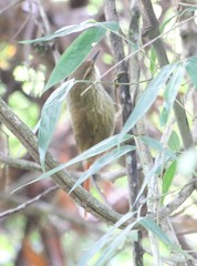 Syndactyla rufosuperciliata