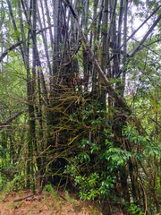 Bambusa stenostachya