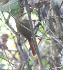 Syndactyla rufosuperciliata