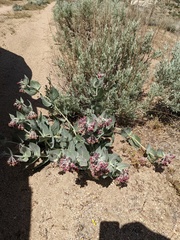 Asclepias californica californica