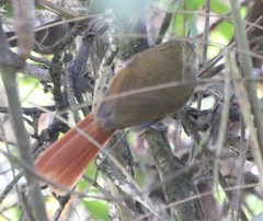 Syndactyla rufosuperciliata