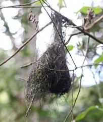 Tolmomyias sulphurescens