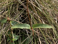Antherotoma debilis
