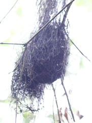 Tolmomyias sulphurescens