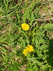 Taraxacum officinale