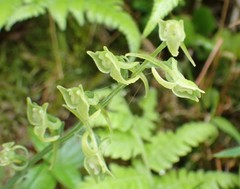 Platanthera stenoglossa