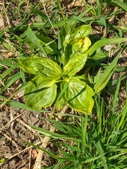 Plantago major