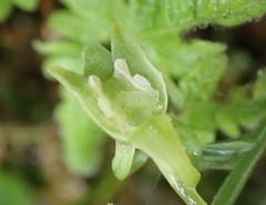 Platanthera stenoglossa