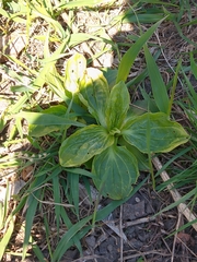 Plantago major