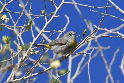 Virginia's Warbler (Leiothlypis virginiae), photo 9