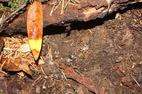 Ensatina eschscholtzii