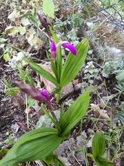Bletilla