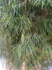 Podocarpus henkelii