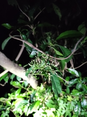 Pavetta hongkongensis