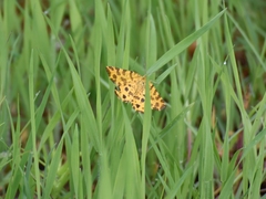 Pseudopanthera macularia