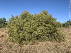 Searsia lancea