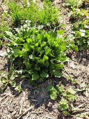 Taraxacum officinale
